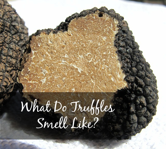 What Do Truffles Smell Like? - How Things Smell