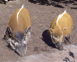 Two Wild River Hogs at the San Diego Zoo