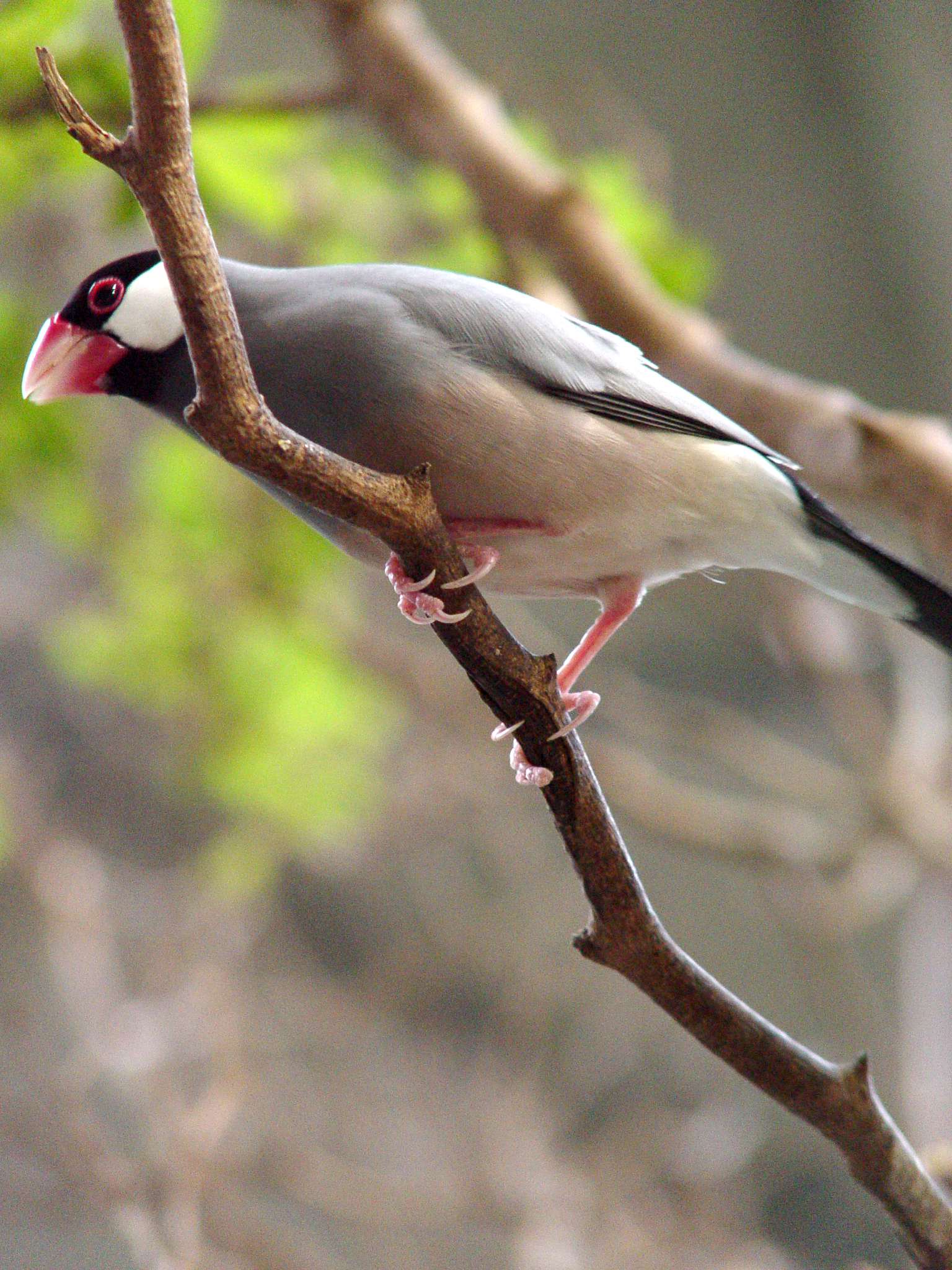 bird in tree