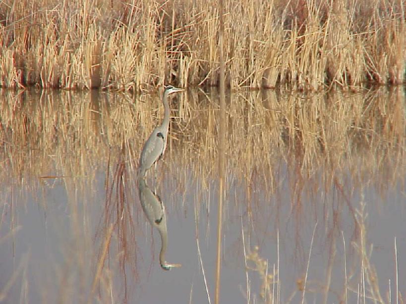 Blue heron and reflection