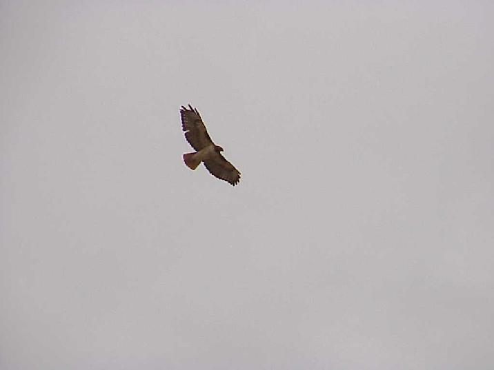 Red-tail Hawk soaring