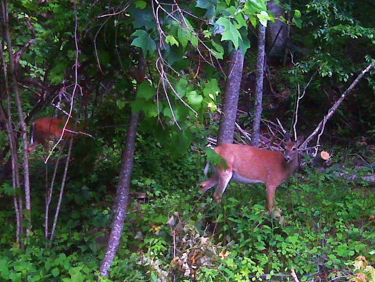 White-tailed deer