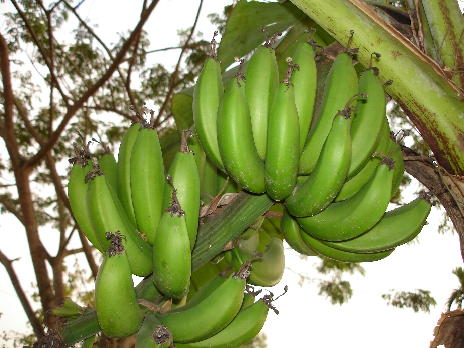 Bunches of Banana