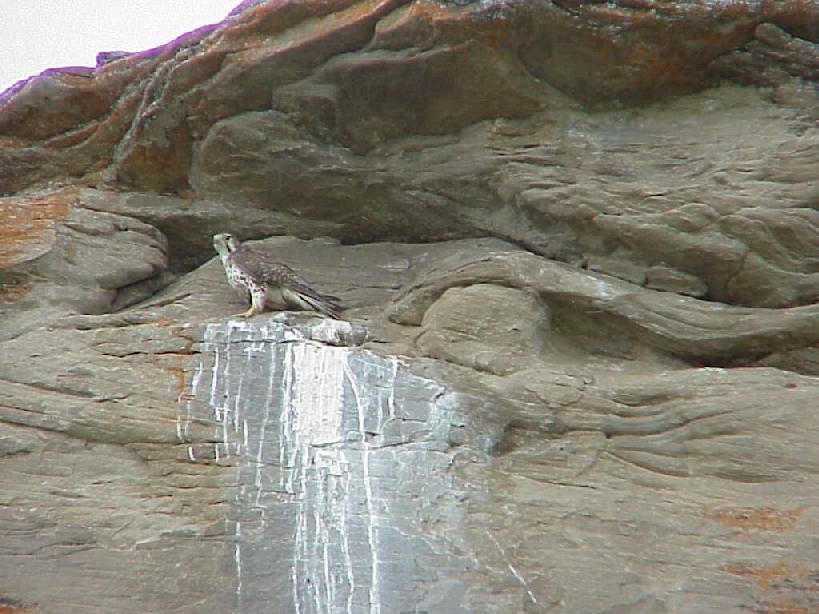 Prairie Peregrine