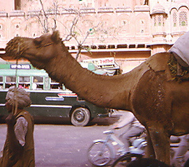 Camel in India