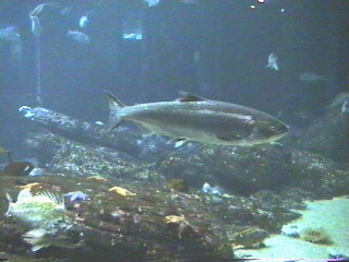 Fish at the Monterey Aquarium Monterey, California