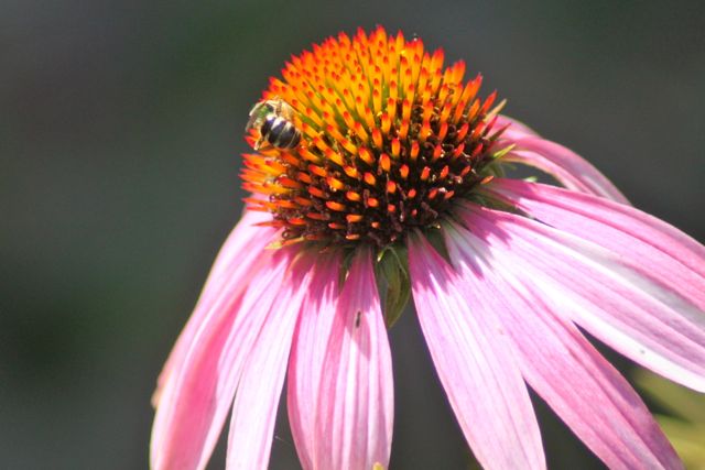 Bee and flower