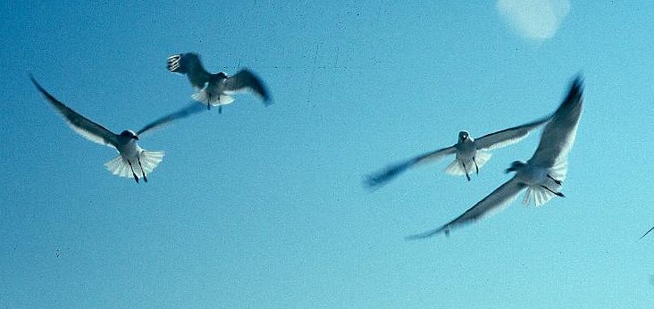 Gulls in Flight