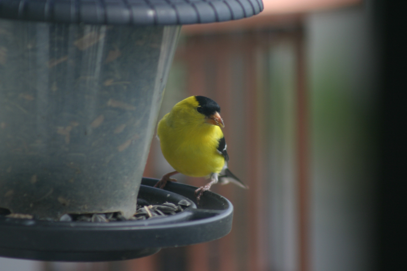 Goldfinch