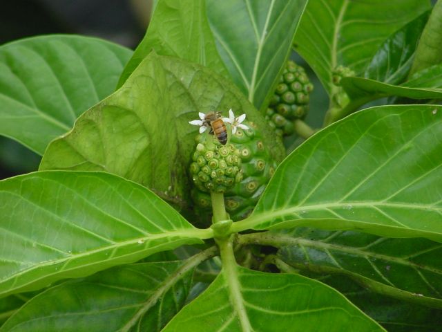 Bee on the noni flower