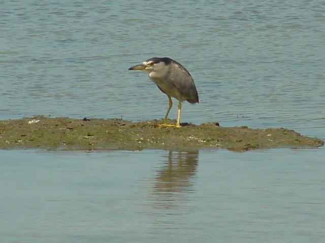 Heron in the sea