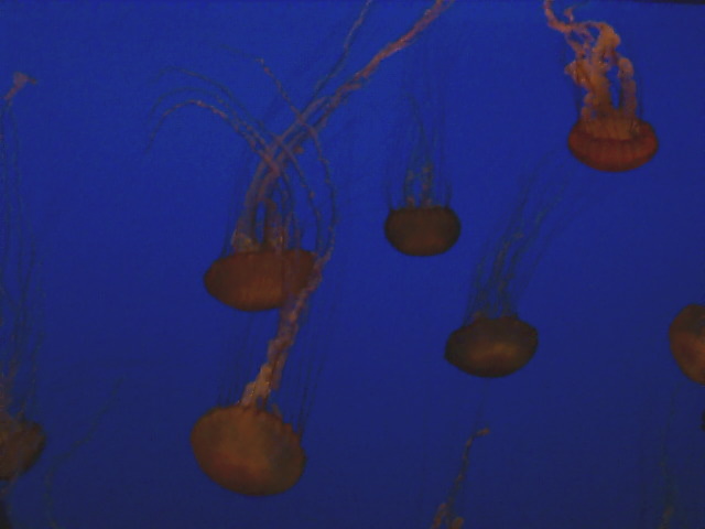 Jelly fish at the Monterey Aquarium Monterey, California