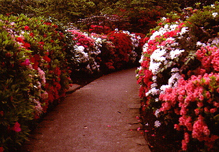 Gardens at New Otani - Tokyo