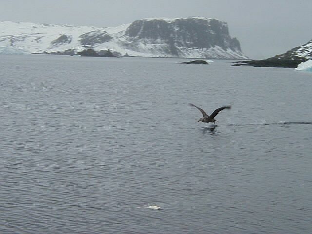 Petrel taking off