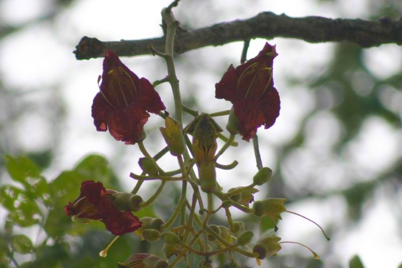 Flower from Sausage Tree