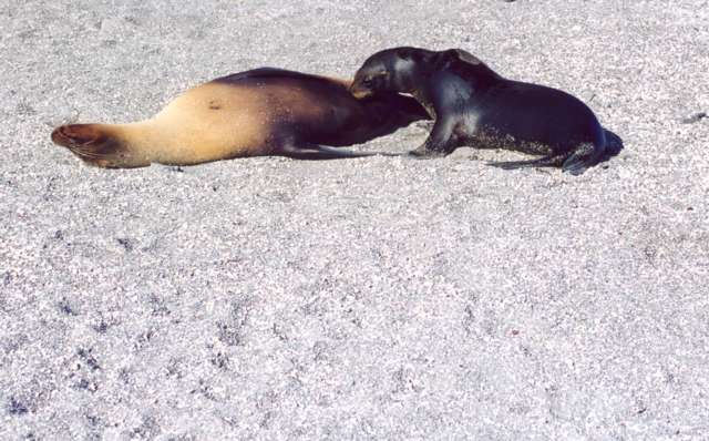 Sea lion nursing