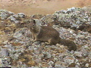 Squirrel on the California Coast near Monterey, California