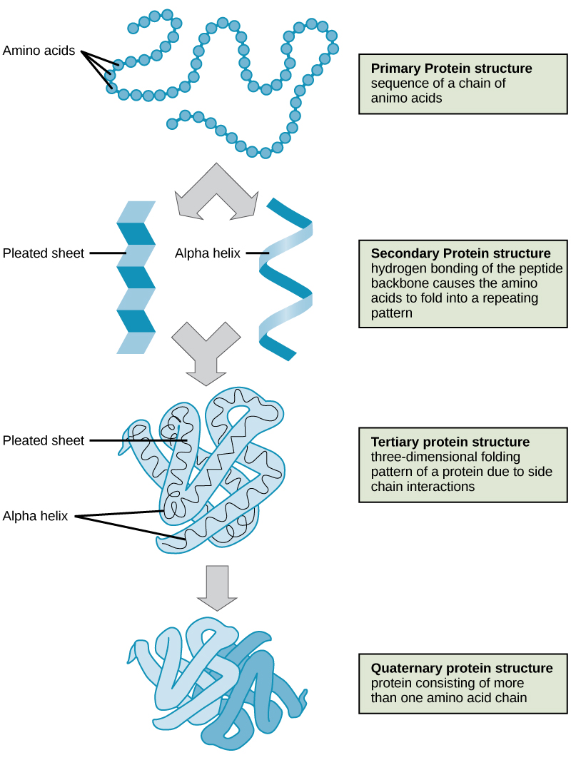 Proteins \u00b7 Biology