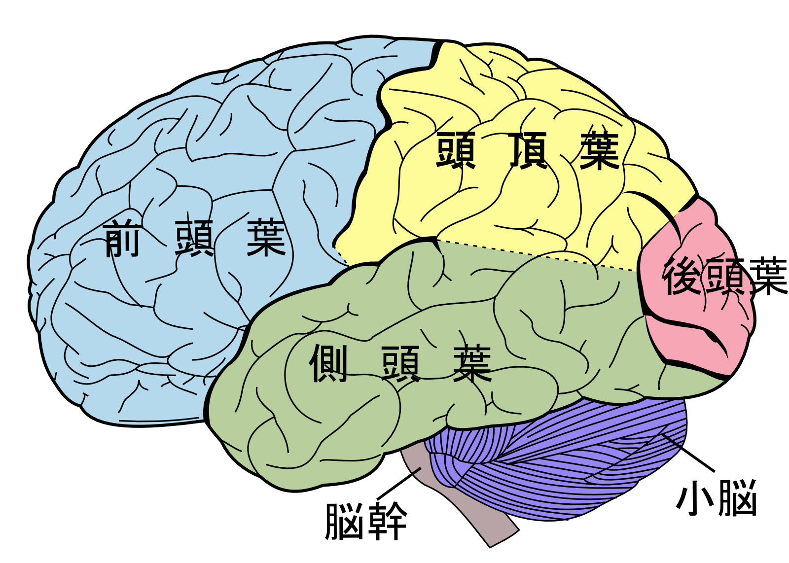 \u30d5\u30a1\u30a4\u30eb:Brain diagram ja.png - Wikipedia