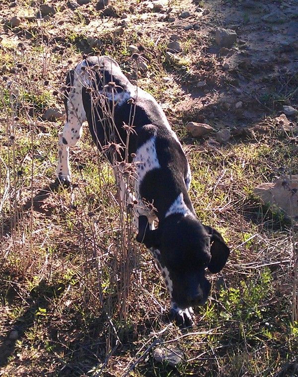 Venta y adiestramiento de perros truferos - ArteTrufa