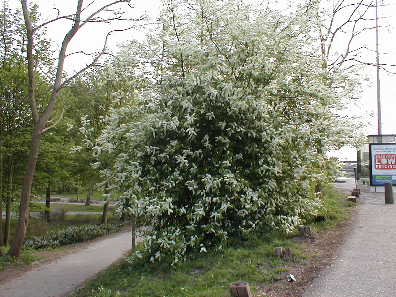 dario tree in bloom blossom white flowers