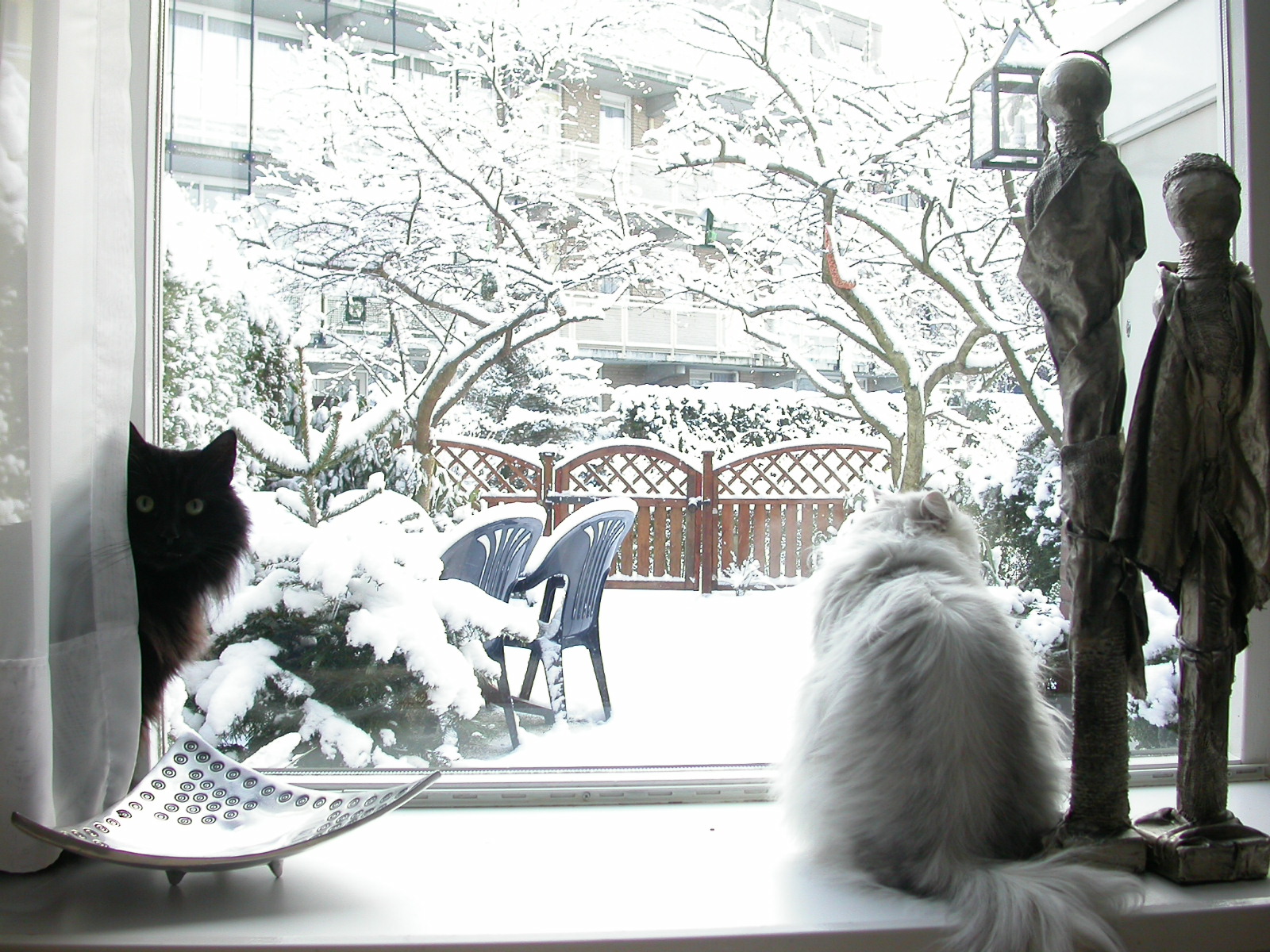 eva cats pets in the window sill winter white snow cold