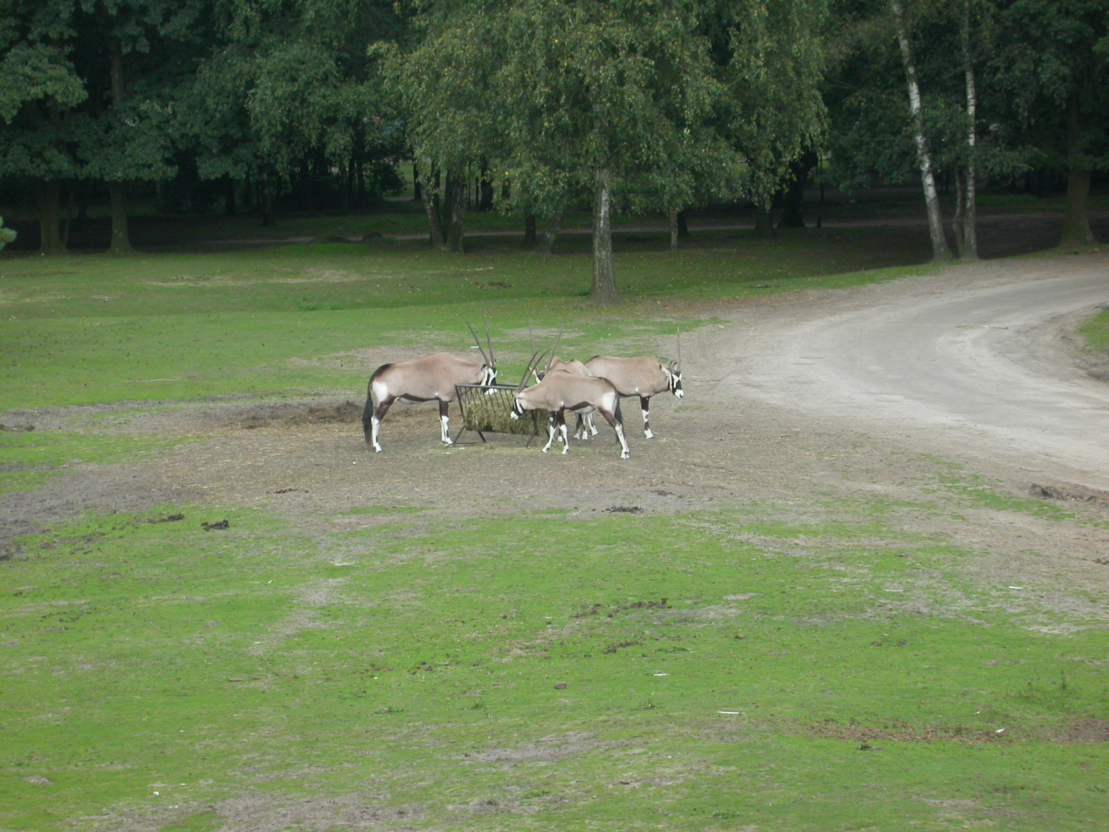 eva goat like animals with horns in zoo feeding eating