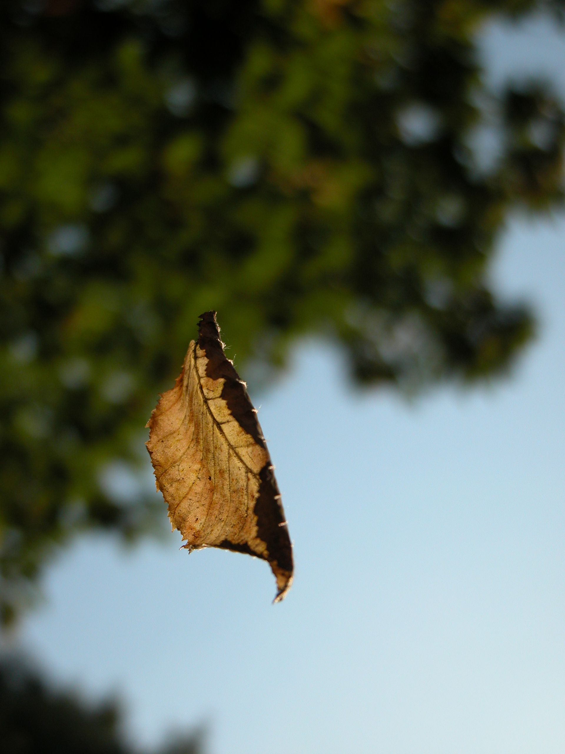 leaf hanging suspended in mid air by a spider silk wire