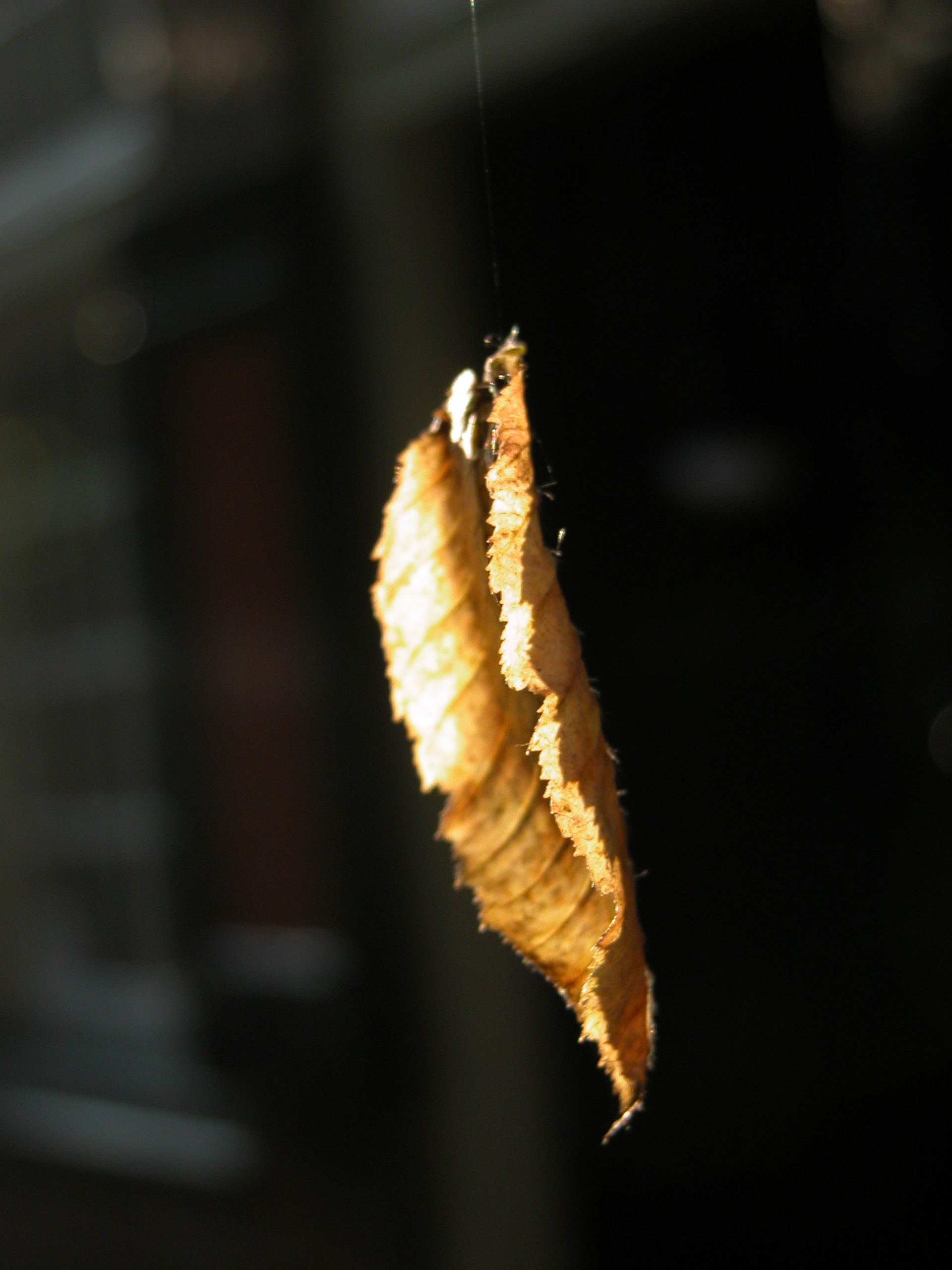 leaf suspended in air autumn textures