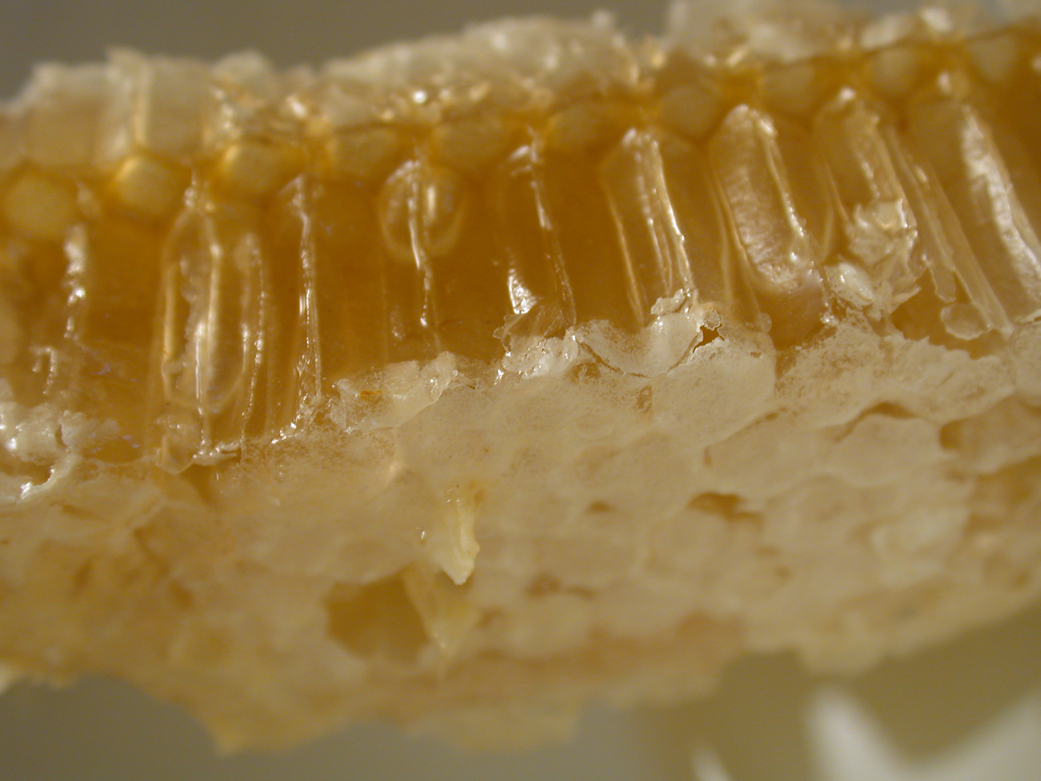 nature food honey honeycomb comb wax bee bees beeswax liquid texture