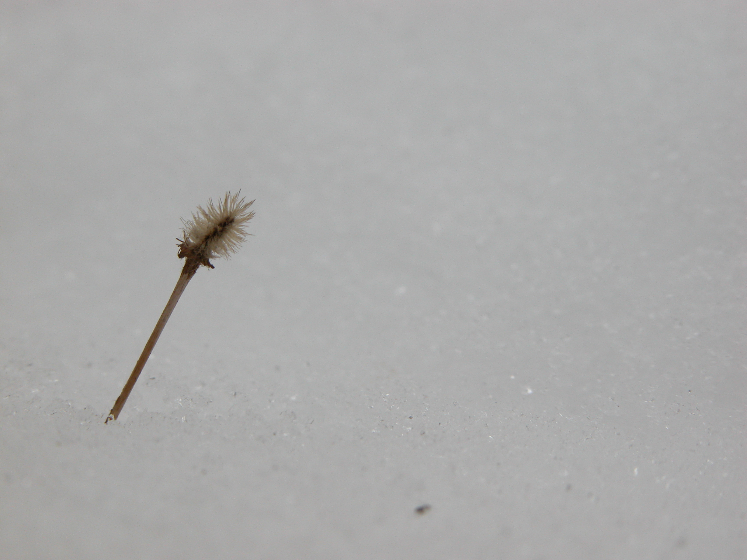 fluffy twick plant in snow cold