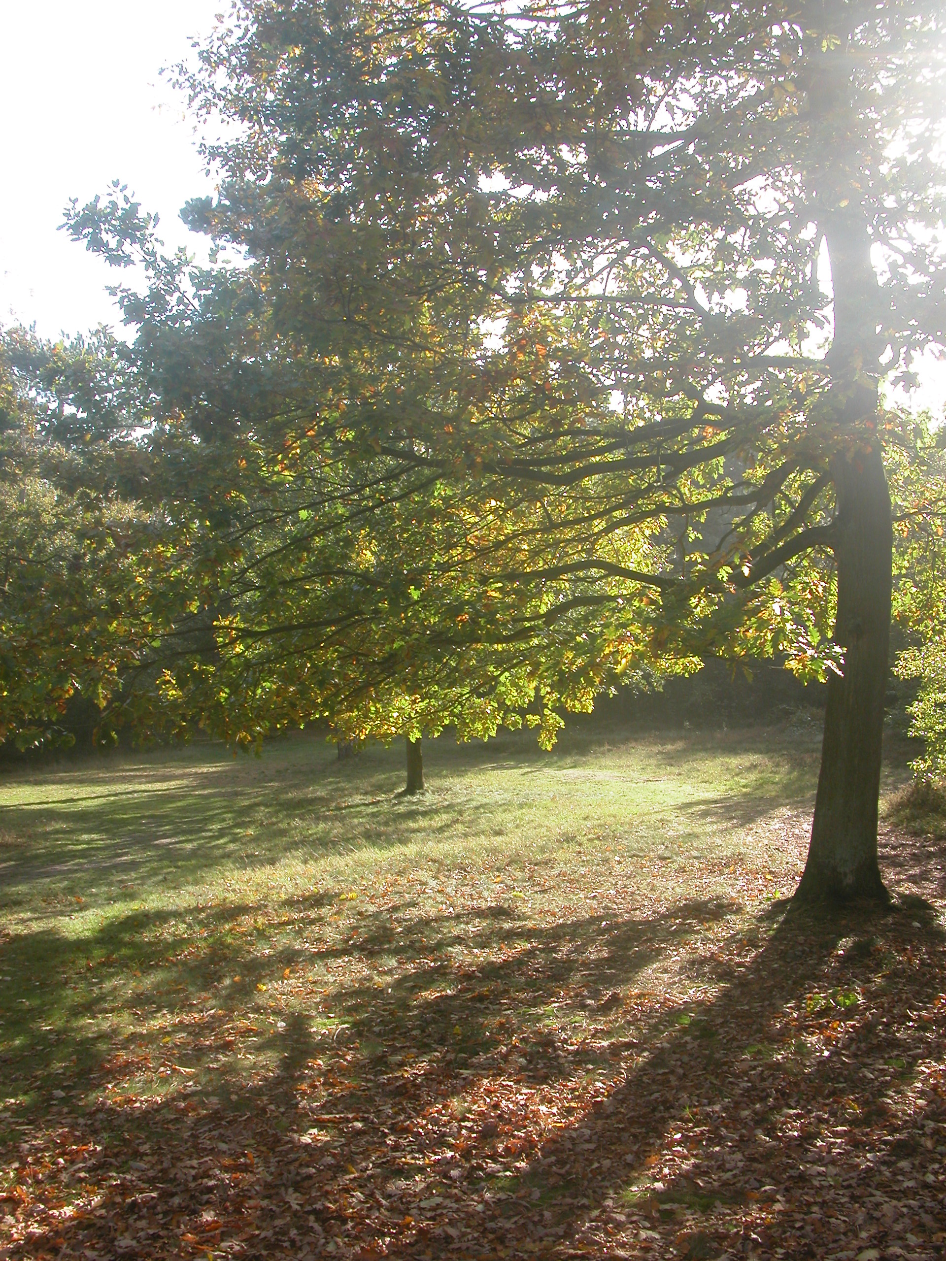 oak tree in sun forest