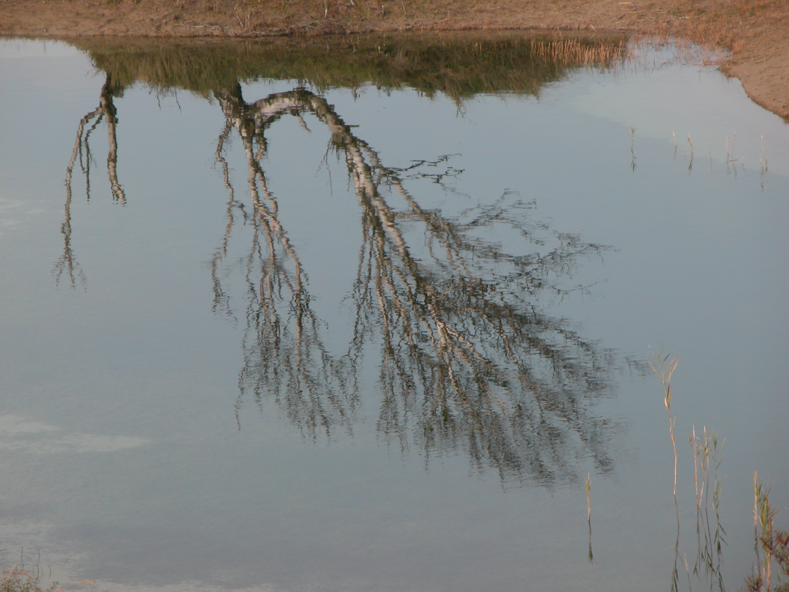 old tree in reflection water