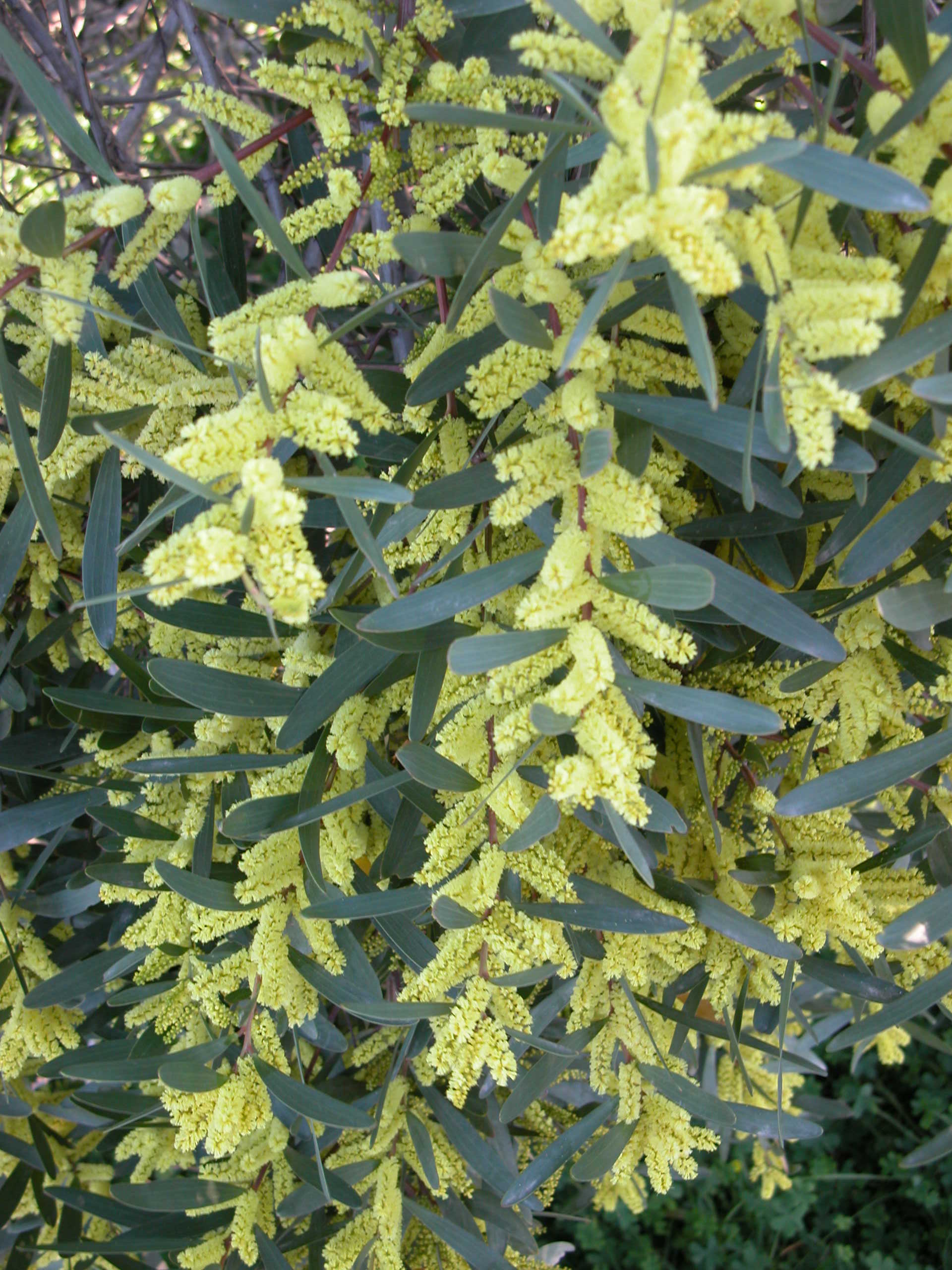 plant in bloom yellow leaves