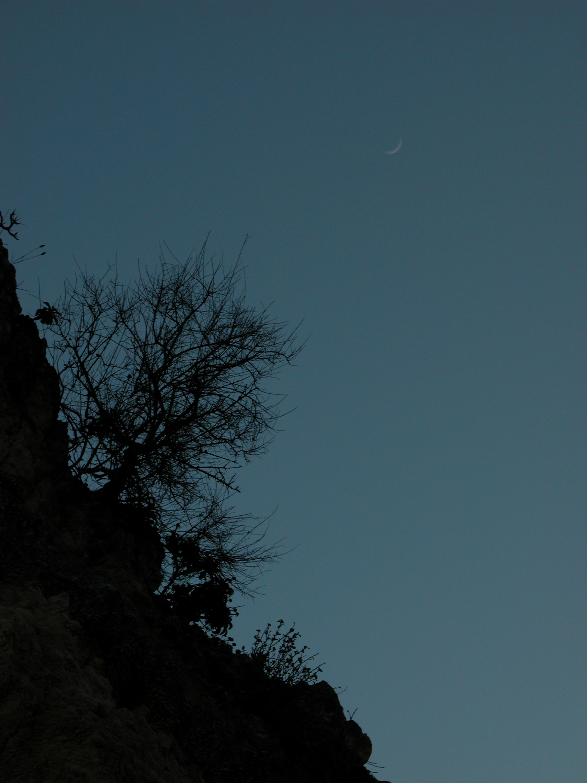 tree and flowers in dark silhouette