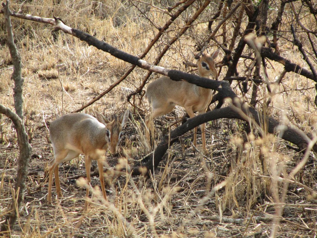 Dik-diks