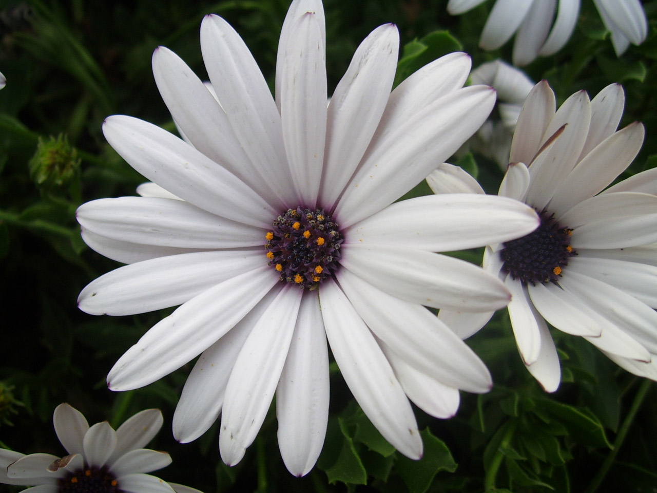 White Daisy Free Stock Photo - Public Domain Pictures