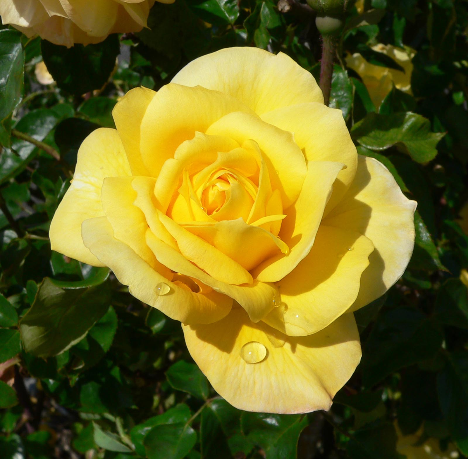 Rosa Gold Glow 2