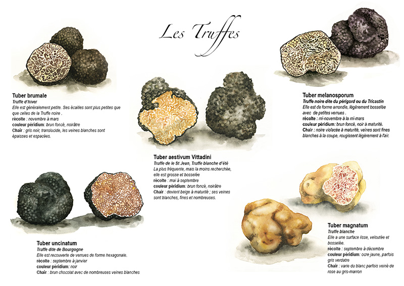 diff\u00e9rentes esp\u00e8ces de truffes - DESSIN OU PEINTURE