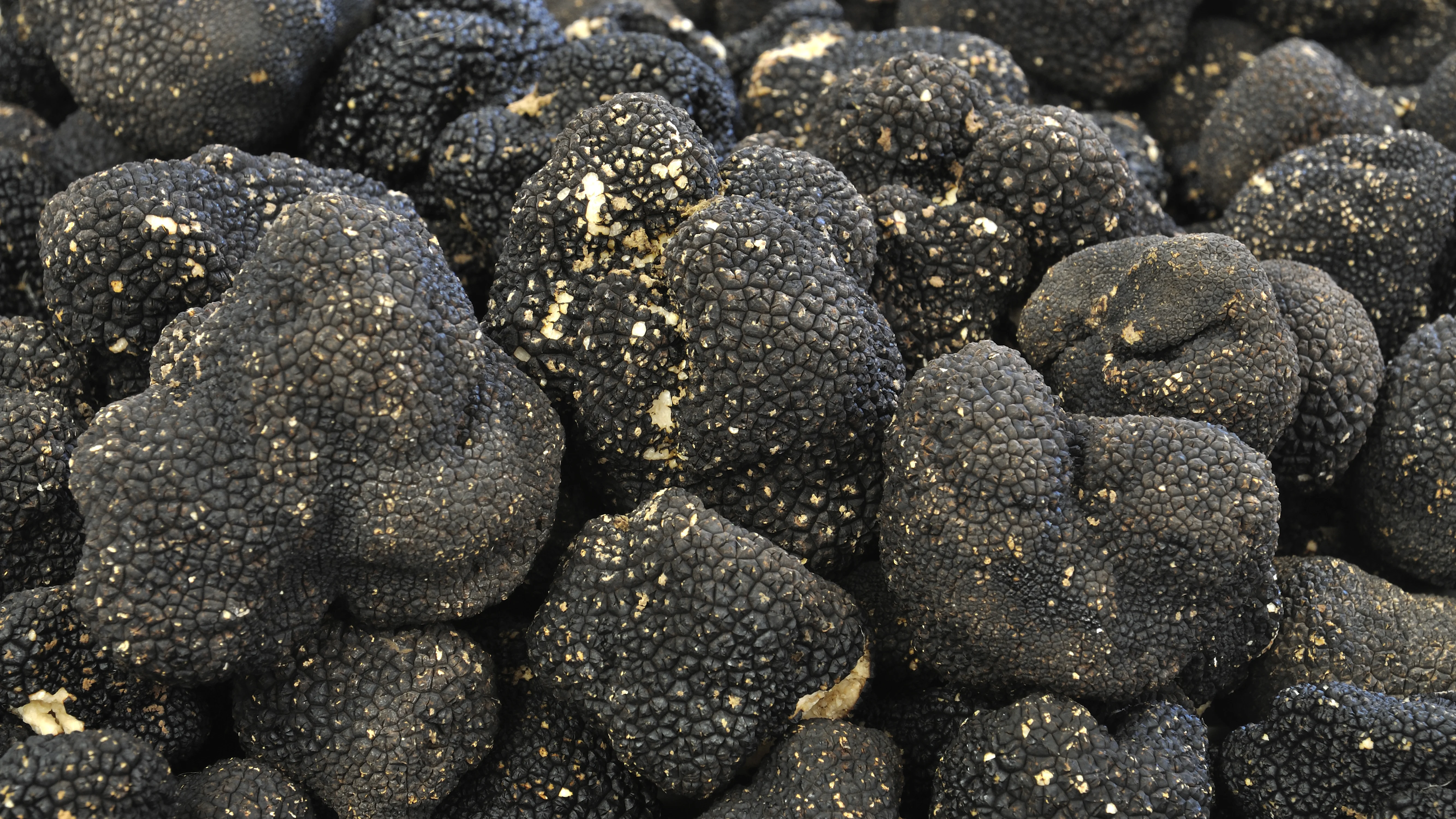 How Truffles Are Grown And What Makes Them So Special - FoodUnfolded