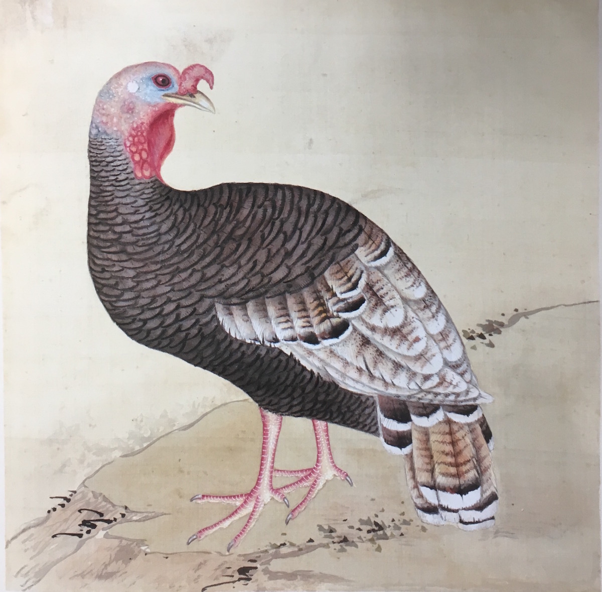 Taxonomy of Empire: The Compendium of Birds as an Epistemic and Ecological Representation of Qing China