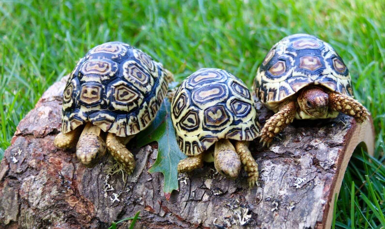 Leopard tortoise for sale | baby leopard tortoise hatchlings for sale