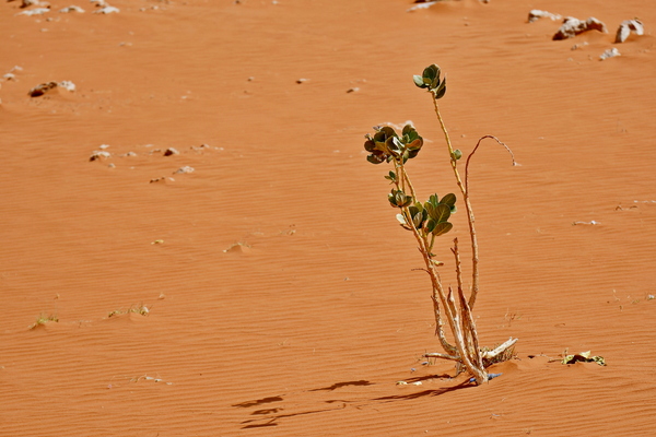 Desert Sand dunes