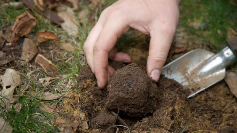 Златната треска за трюфели излиза на светло - Agri.BG