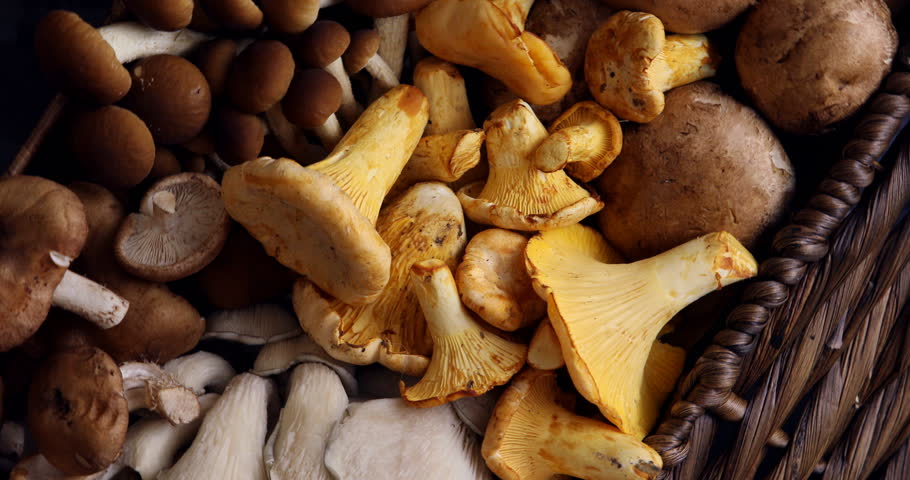 Mushrooms in the forest image - Free stock photo - Public Domain photo ...