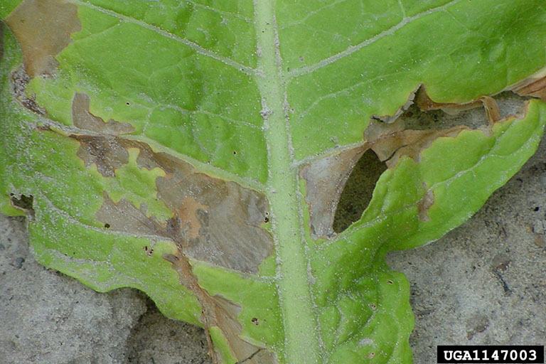 potato tuber moth (Phthorimaea operculella)