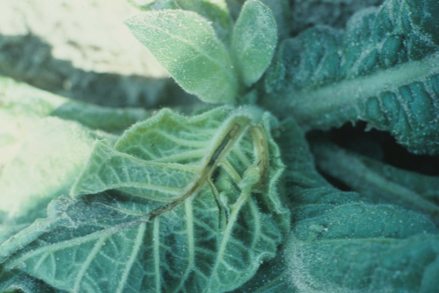 potato tuber moth (Phthorimaea operculella (Zeller))