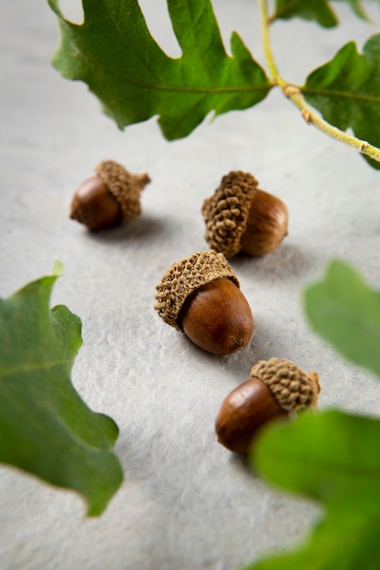 Free photo view of acorns