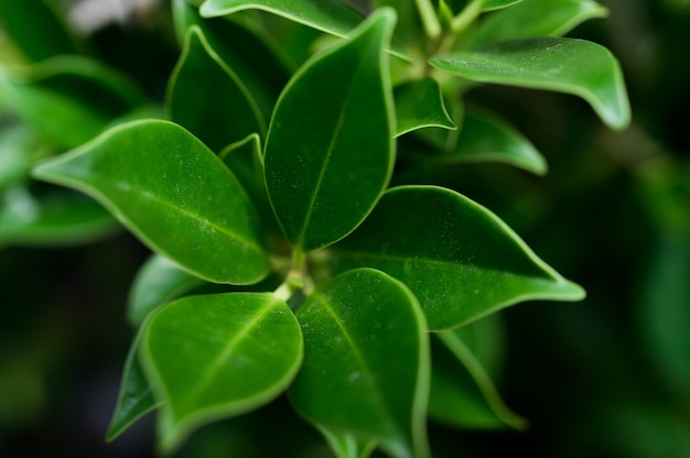 Free photo dark green leaves