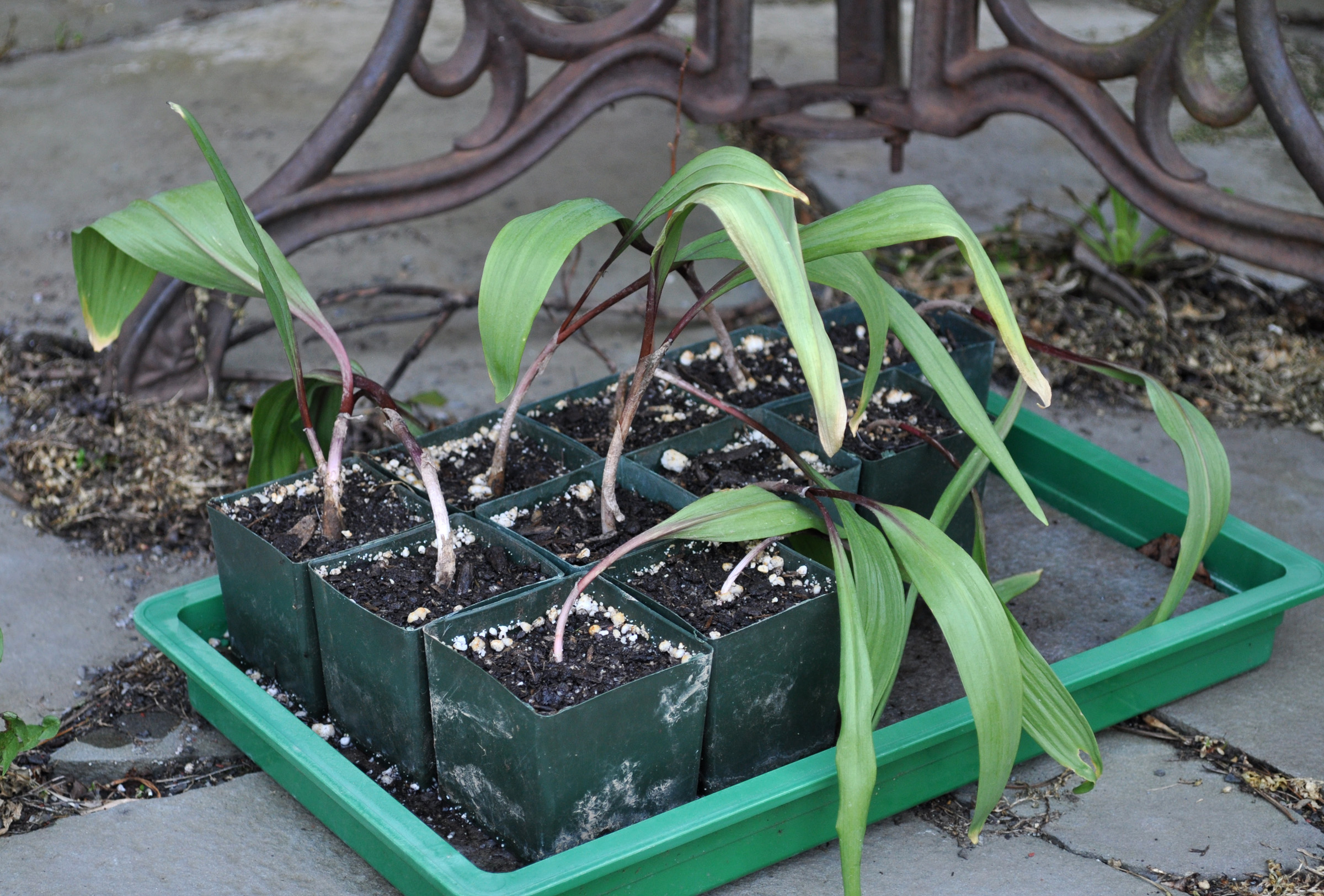 Ramp seedlings